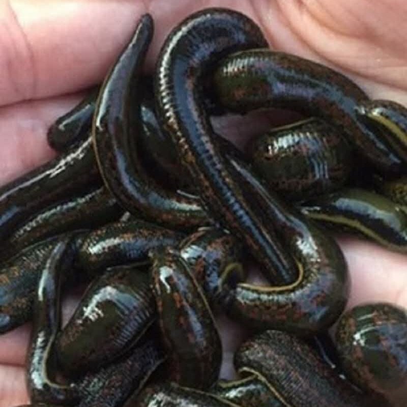 زالو طبی  گیرایی بالا  4تا 7 پک 10 عددی