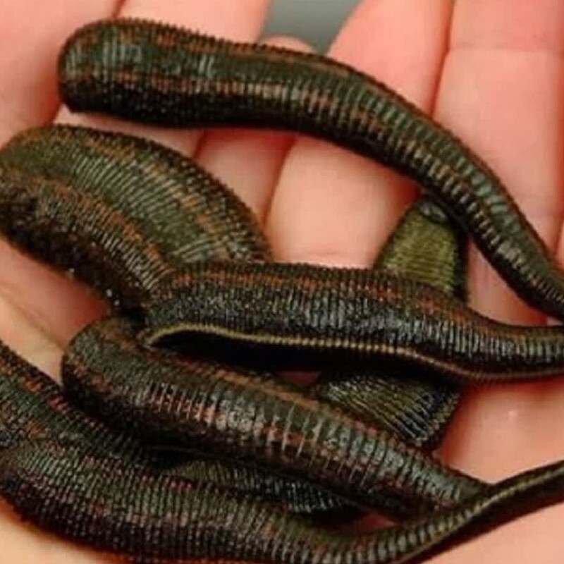 زالو طبی گیرایی  عالی پک 10عددی