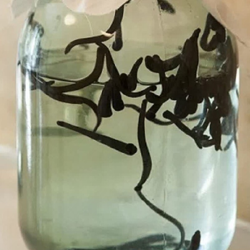 زالو آرایشی  سایز 3 تا 5 پک20 عددی مناسب برای استفاده  پوست صورت