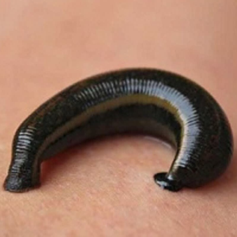 زالو  مولد جهت پرورش مخصوص همکارا پک 10 عددی