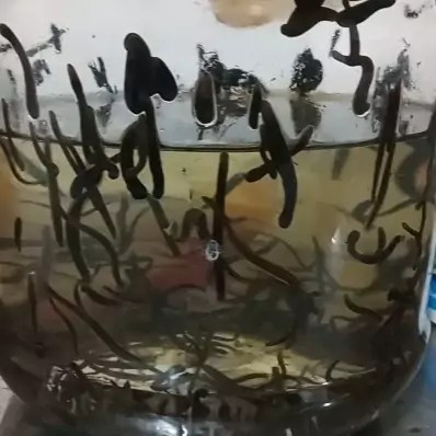 زالو 3تا 5 طبی. پک 500عدد