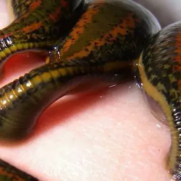 زالو طبی درمانی  سایز 7تا 9 صد درصد گیرا پک 15عددی