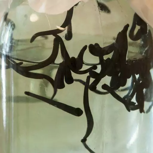 زالو لارو آرایشی طبیعی پک 50عددی نقره ای